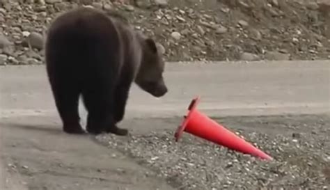 WATCH: Bear puts safety cone back into place along California roadway